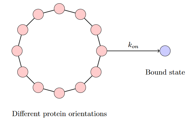 Circular Conformations Protein Network