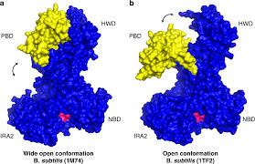 Protein conformational changes in SecA